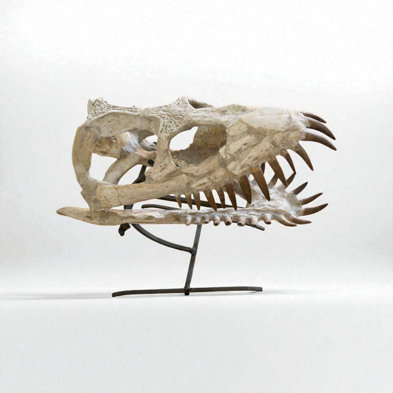化石化したプレシオサウルスの頭蓋骨：白亜紀の海洋爬虫類展示 - Etsy 日本