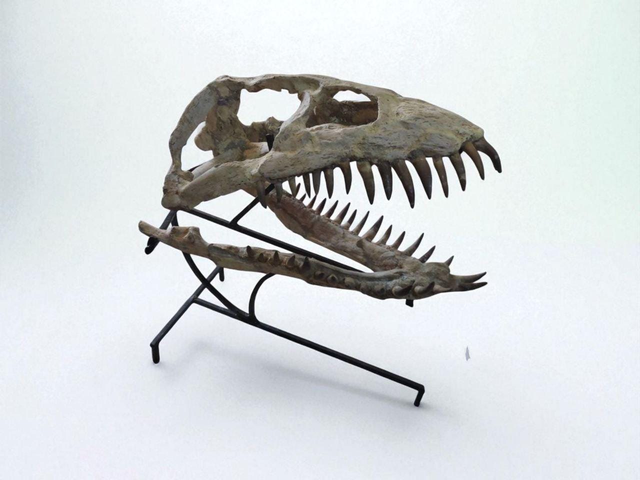 プレシオサウルスの椎骨の化石 プレシオ サウルス 化石 プレシオサウルス - 恐竜の化石専門ショップ