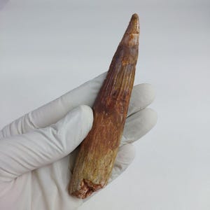 Dinosaur Spinosaurus Tooth Fossil 11CM– Real Cretaceous Fossil from Morocco – Authentic Prehistoric Collectible