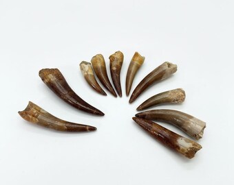 Bulk Lot of 10 Authentic Zarafasaura oceanis Plesiosaur Teeth – Late Cretaceous Fossils