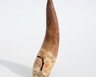 Plesiosaurus Tooth Fossil – Ancient Sea Dinosaur – Genuine Prehistoric Specimen