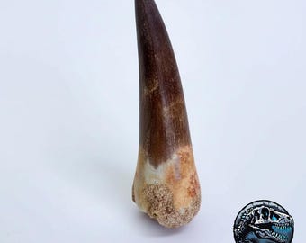 RARE Plesiosaurus Tooth Fossil – Authentic Marine Reptile Fossil