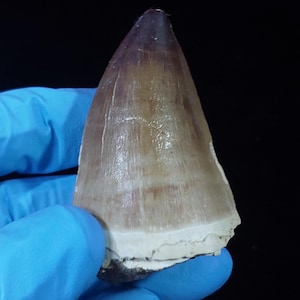 Museum Quality Mosasaurus Teeth - Genuine Mosasaur Dinosaur Tooth from The Late Cretaceous Period