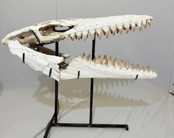 Cráneo fósil auténtico de Mosasaurus beaugei: ejemplar de reptil del Cretácico