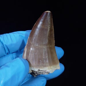 REAL fossil mosasaur tooth of marine dinosaur period of the Upper Cretaceous