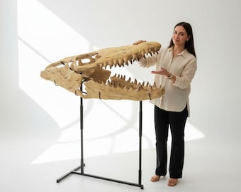 Fósil de cráneo de mosasaurio gigante, reptil marino del Cretácico - 100 cm - Ejemplar de calidad museística