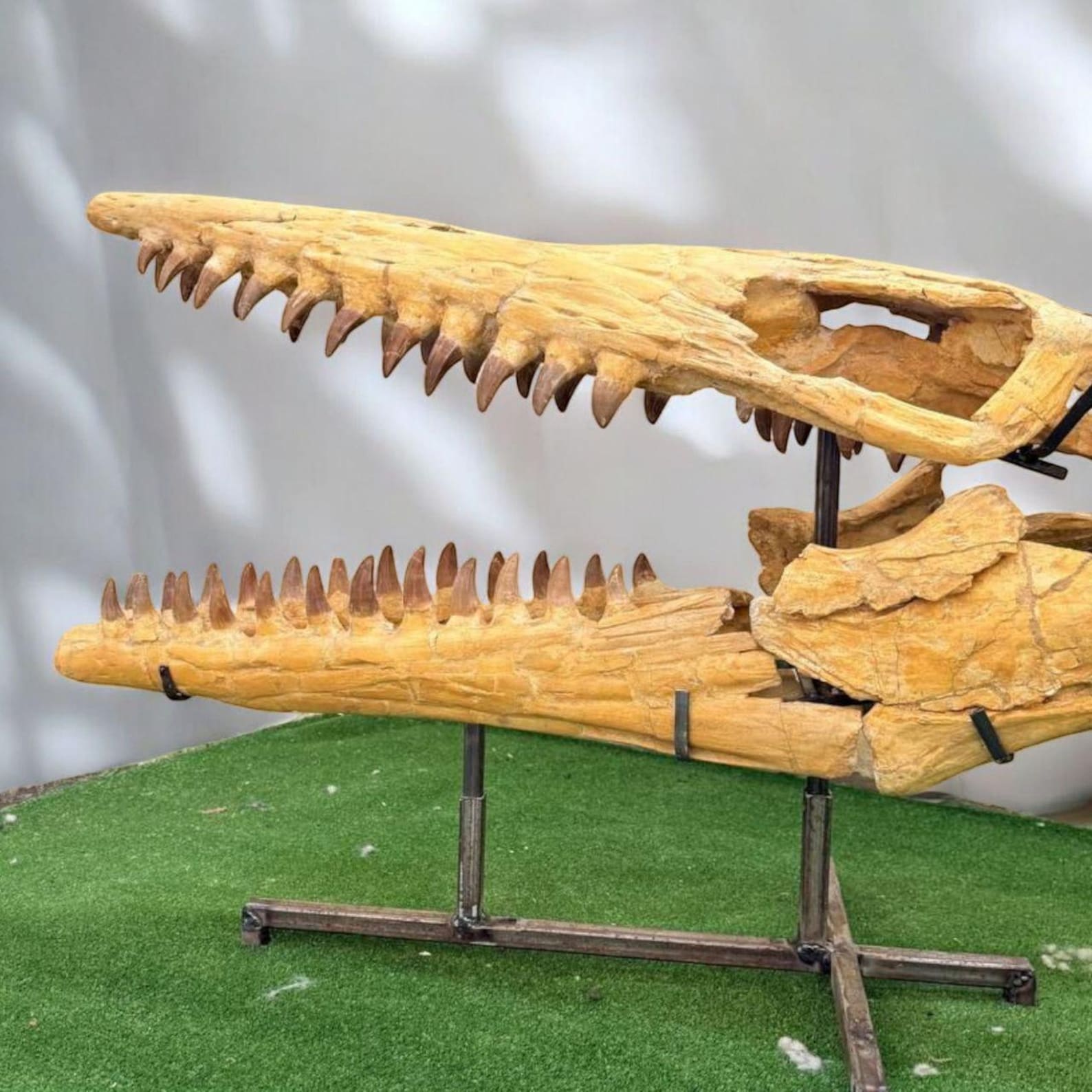 Fossilized Hainosaurus Skull Prehistoric Mosasaur Fossils Dinosaur Era ...