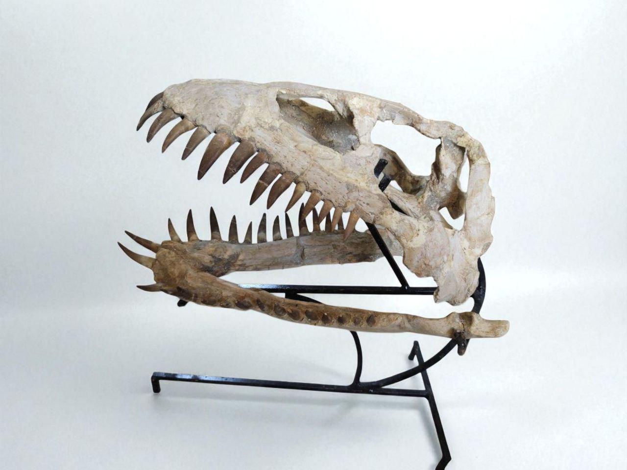 プレシオサウルス　頭蓋骨　化石　実寸大　レプリカ プレシオサウルスの頭蓋骨化石：本物の白亜紀海洋爬虫類の展示 - Etsy 日本