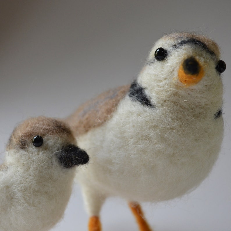 Piping Plover and chick, needle felted birds sculpture image 2