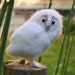 see more listings in the Owls and other raptors section