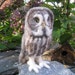 see more listings in the Owls and other raptors section