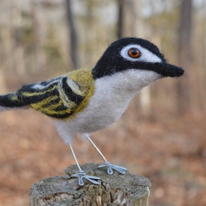 Mr. Black capped Vireo, needle felted wool endangered bird art sculpture image 2