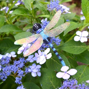 Dragonfly, realistic needle felted insect sculpture, iridescent wings