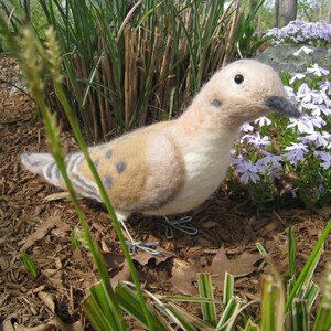 Mr. Mourning Dove
