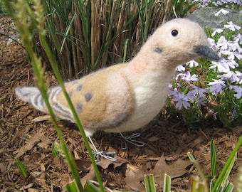 Mr. Mourning Dove