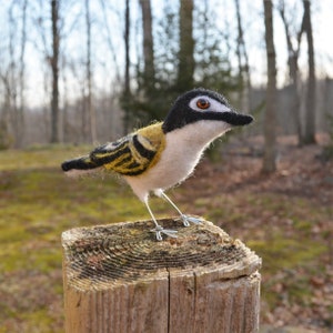 Mr. Black capped Vireo, needle felted wool endangered bird art sculpture image 5