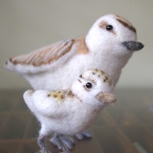 Snowy Plover and chick, needle felted birds sculpture image 3