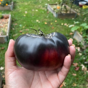 20 semillas de tomate Black Beauty Heirloom - Orgánico - OP