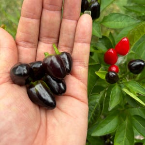 10 Black Pearl Pepper Seeds - Organic - OP