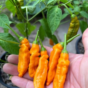 10 Aji Mango Pepper Seeds - Organic - OP
