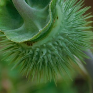 FREE PHOTOS for you to download.  Photos that you can almost FEEL! Trumpet seed pods, Gossamer, ornamental cabbage, Monkey grass, Greenery
