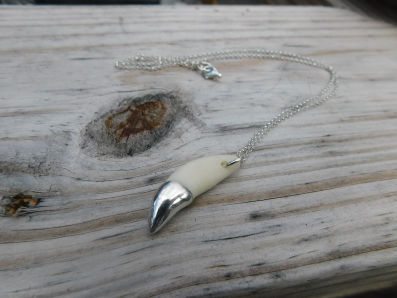 May include: A silver chain necklace with a white tooth pendant. The tooth is a realistic replica of a canine tooth.