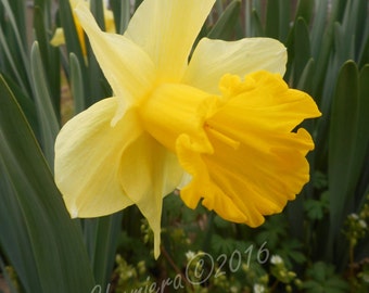Narciso. Fotografia digitale da scaricare. Fiore giallo della festa di primavera. Fiore pollinico. Foto artistica. Foto naturalistica. Foglia verde botanica.