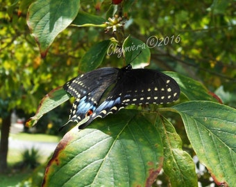 Black Swallowtail. Photography digital download  Art Photography.  Black winged Butterfly. Yellow spotted wings. Spring butterfly