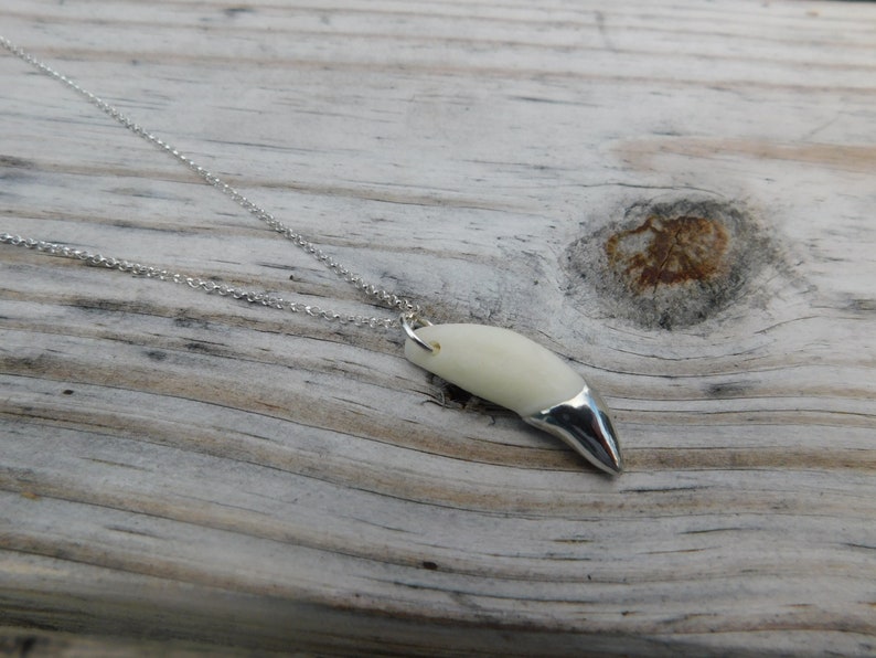 May include: A silver chain necklace with a white tooth pendant. The tooth is made of polished bone and has a silver tip.