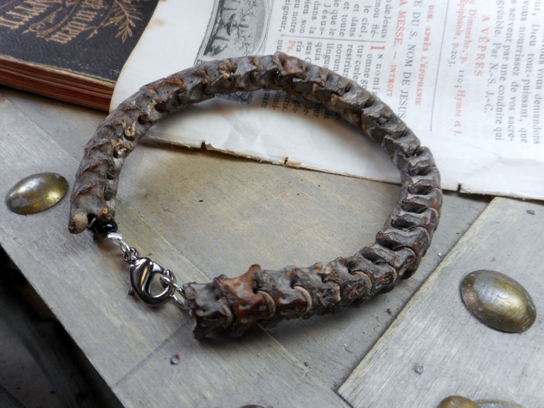 Snake Bone Bracelet. Snake spine vertebra bone taxidermy odd. Etsy