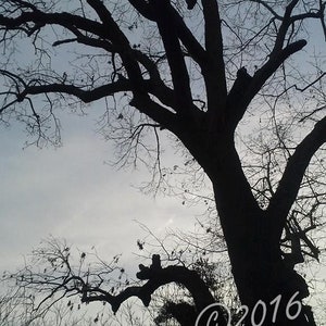 Tree of Souls. Photography digital download. creepy tree. dead tree. gothic macabre  #FestiveEtsyFinds