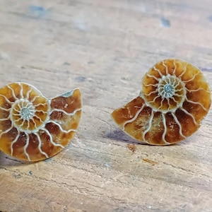 NAUTILUS. Ammonite Fossil Specimens: Polished Fossil Slices, Fibonacci Spiral in Nature- Tiny Ammonites on Surgical Steel Post Studs Pair #2
