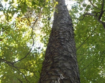 Stillleben Natur Kunstfotografie Digitaler Download. „Towering Pines“-Fotografie. Waldserie. Waldkiefern #FestiveEtsyFinds