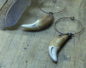 The strife of Howling Wolf Tongues Earrings. Coyote canine teeth, and tiny brass hoop earrings  #FestiveEtsyFinds