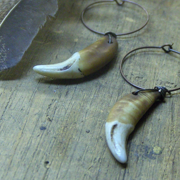 The strife of Howling Wolf Tongues Earrings. Coyote canine teeth, and tiny brass hoop earrings  #FestiveEtsyFinds
