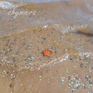 Leaf & Laketide Photography Digital Download. &quot;Alone&quot;  Art Photo. Nature Photo.  Lakeshore. tide. ripples  #FestiveEtsyFinds