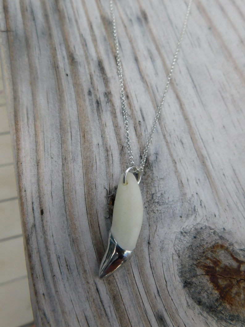 May include: A silver chain necklace with a white tooth pendant. The tooth is polished and has a silver tip.