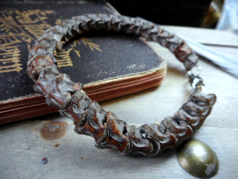 Snake Bone Bracelet. Snake spine vertebra bone taxidermy odd. Etsy