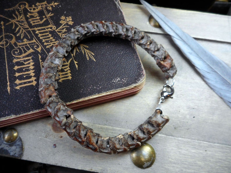 Snake Bone Bracelet. Snake spine vertebra bone taxidermy odd. Etsy