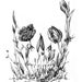Chymiera