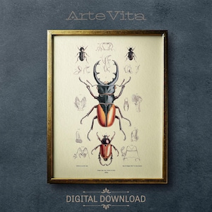 Impressão vintage de besouro-veado | Arte digital de insetos do século XIX | Entomologia científica