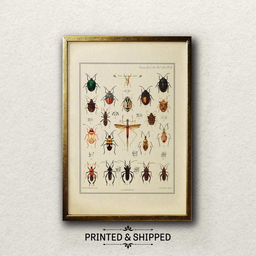 Vintage Rhynchota Insect Print | 20th Century Natural History Art by ...