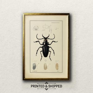 Stampa d'epoca di uno scarabeo con zanna di tricheco / Arte degli insetti del XIX secolo di J.O. Westwood