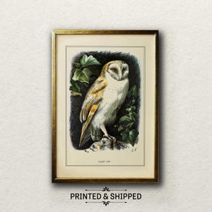 Vintage kerkuilprint | 19e-eeuwse vogelkunst van Eliza Turck