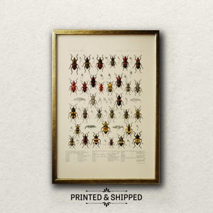 Edwin Wilson 19th Century Beetle Print, Vintage Insect Scientific Art