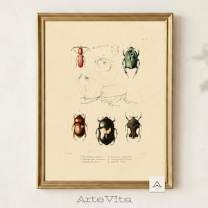 Coleoptera kever kunst aan de muur, vintage wetenschappelijke tekening, entomologie illustratie, Gicléeprint