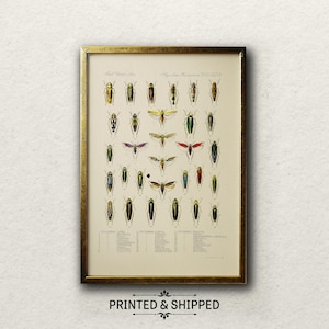Vintage Insekt Giclée Druck: Dark Academia Decor, Tettigonia Kunst