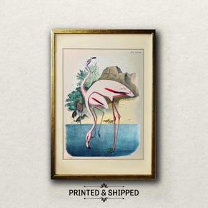 Vintage flamingoprint | 1903 American Bird Art door J.H. Studer