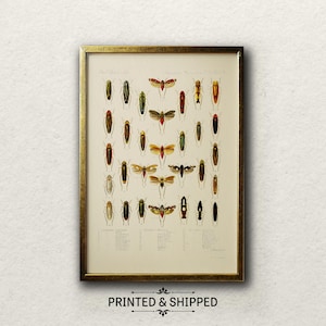 Vintage Insekt Giclée Druck: Dark Academia Decor, Tettigonia Kunst