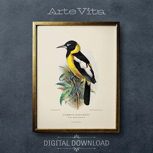 Vintage Oriole Print | Early 20th Century Bird Digital Art | Scientific Ornithology Download